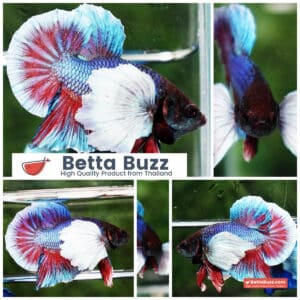 Betta Fish Purple Pink Salamander Dumbo HMPK