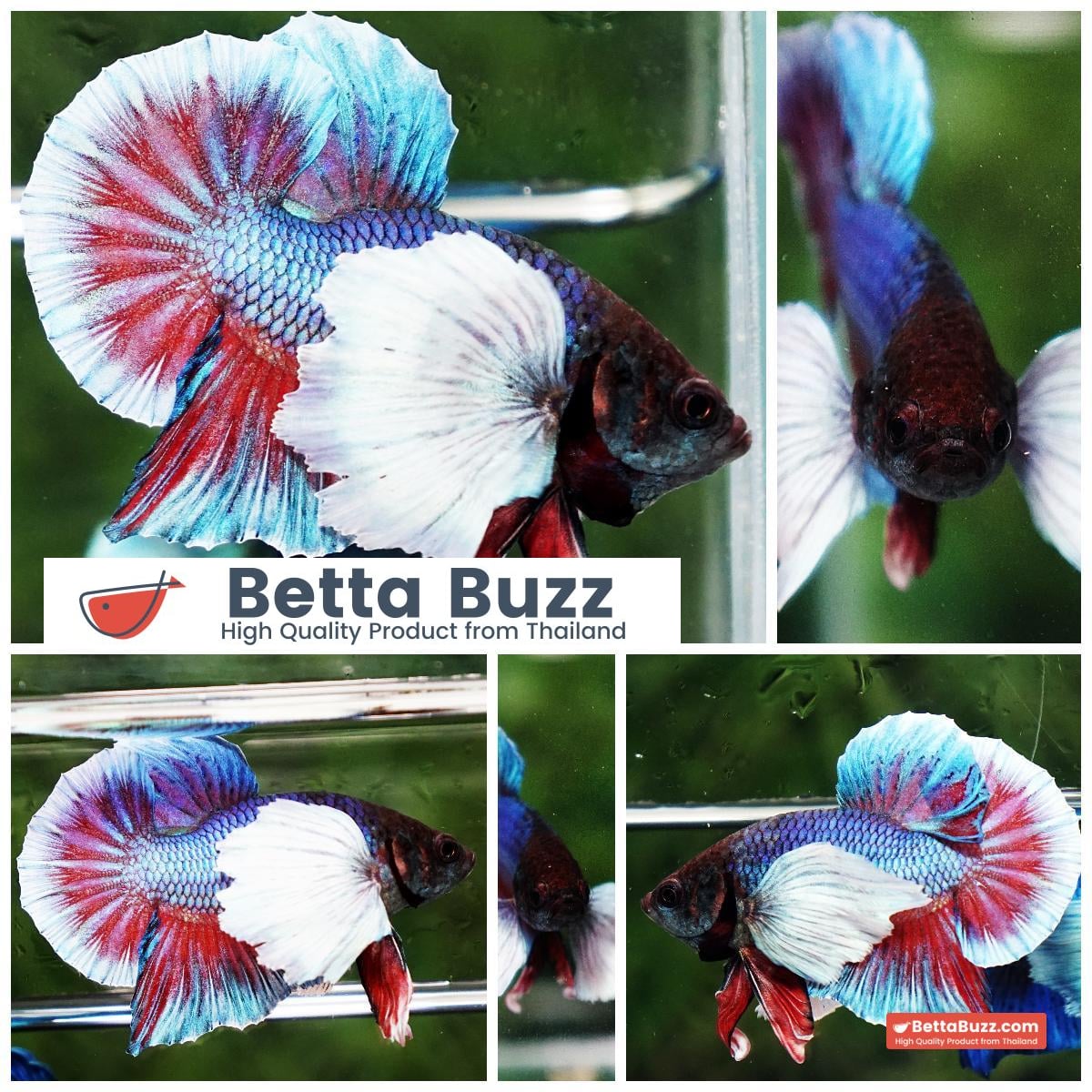 Betta Fish Purple Pink Salamander Dumbo HMPK