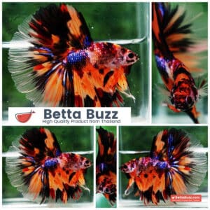 Betta fish Multi - Tiger Large fin (HM)