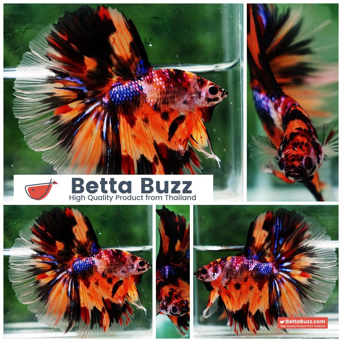 Betta fish Multi - Tiger Large fin (HM)