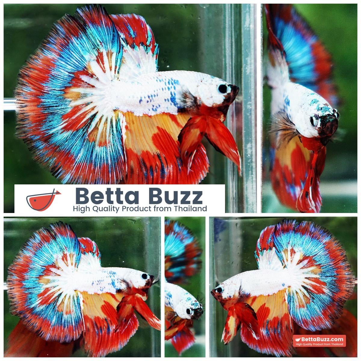 Betta Fish Multicolor NBT Tri-Color Tail