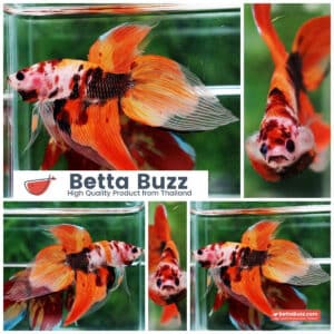 Betta fish Classic Nemo Koi (VT)
