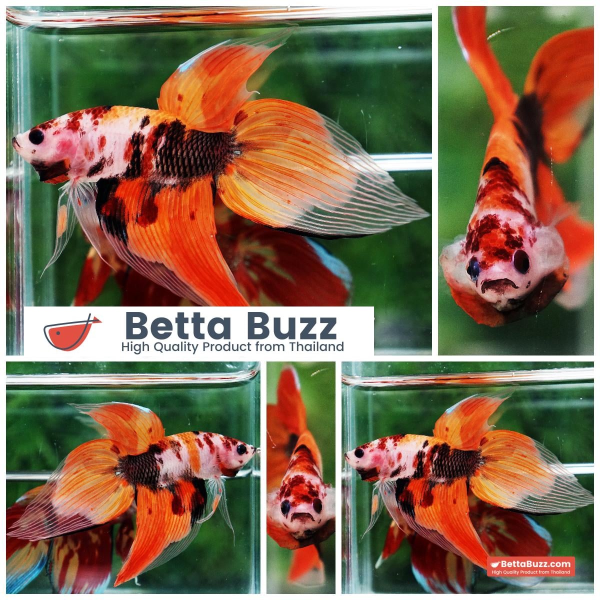 Betta fish Classic Nemo Koi (VT)