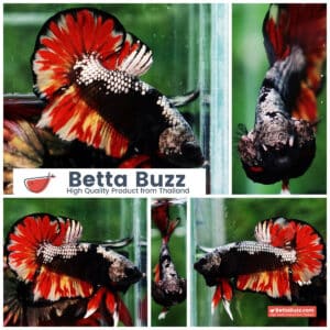Betta fish Black Samurai on Fire (HMPK)