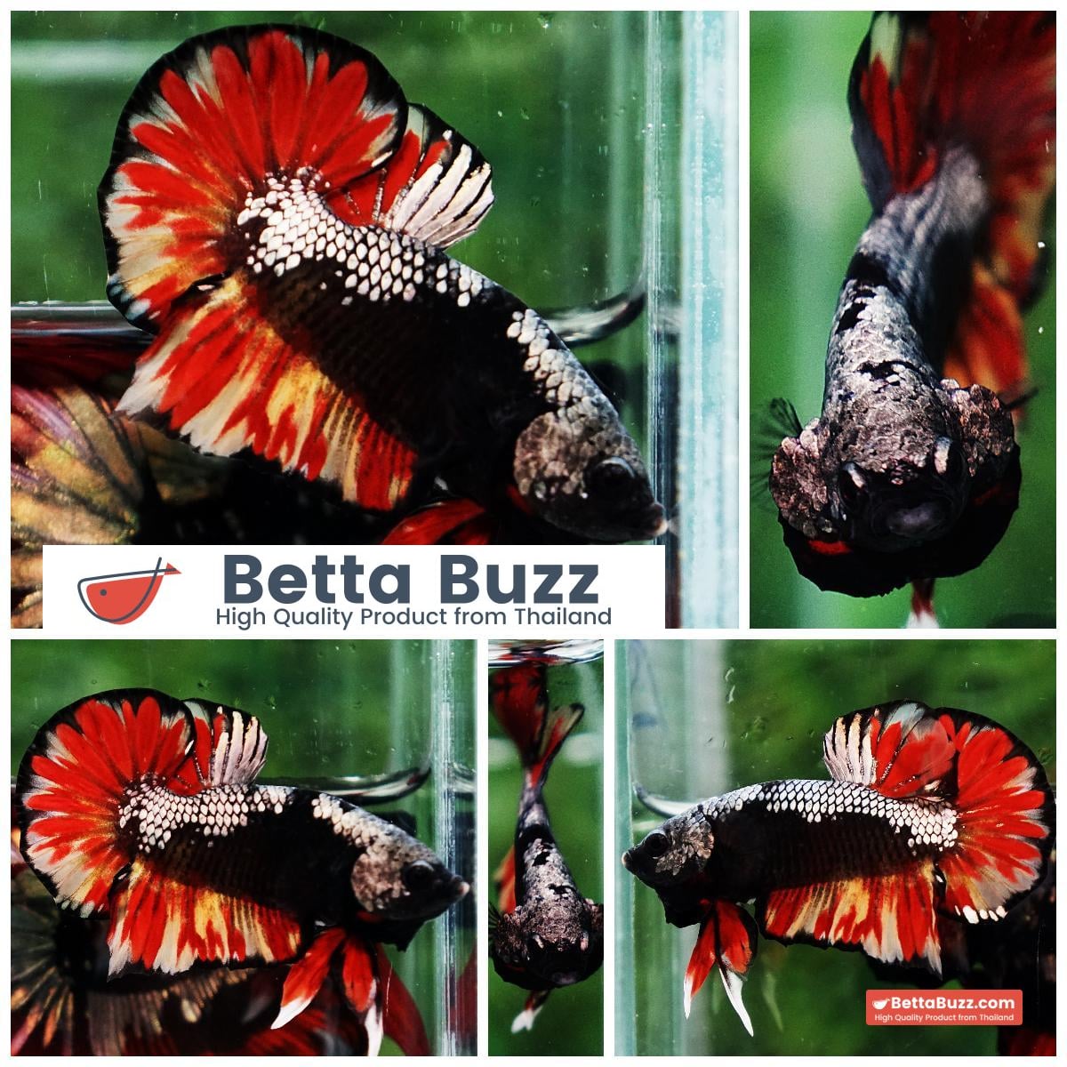 Betta fish Black Samurai on Fire (HMPK)