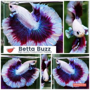 Betta fish Prince of Purple Lavender Butterfly (OHM)