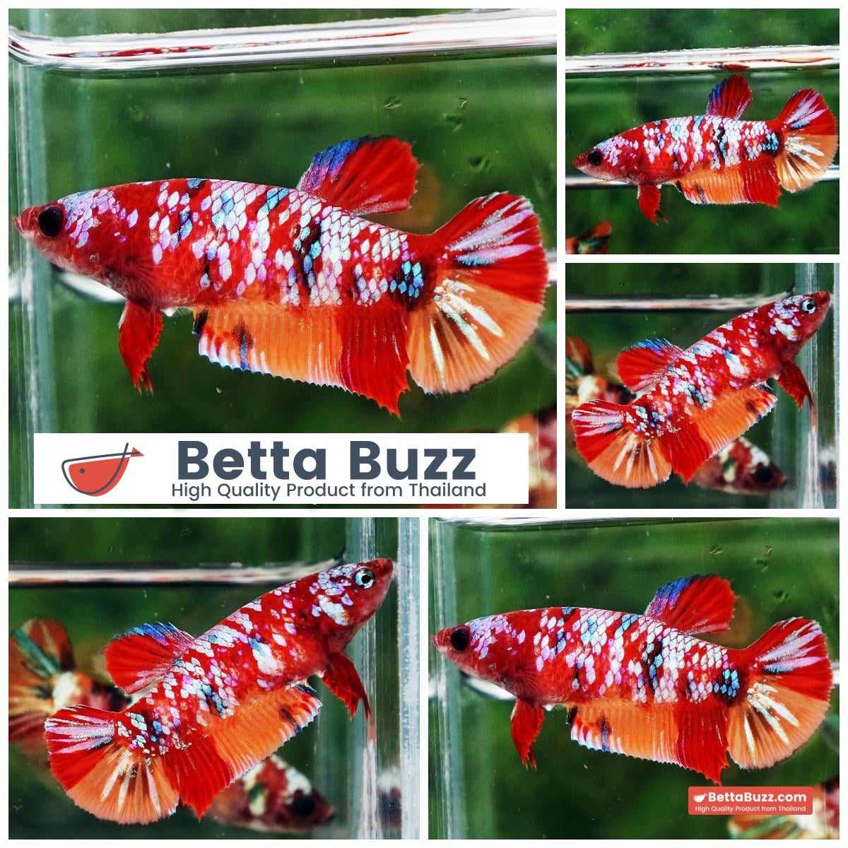 Betta fish Female Candy Nemo Galaxy (HMPK)