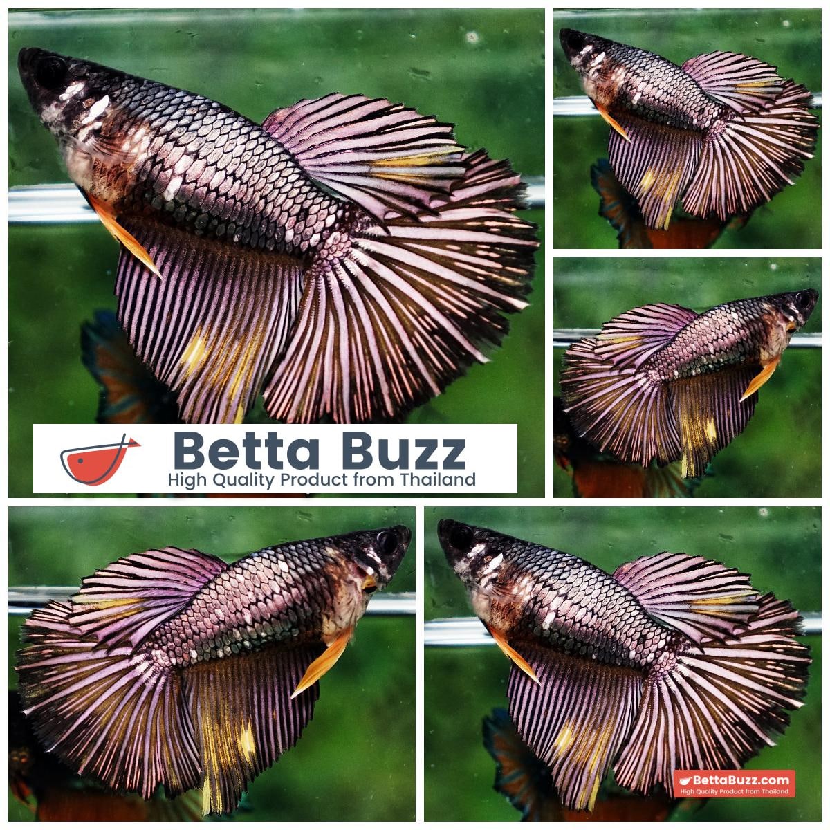 Betta fish Queen of Copper Gold (HM)