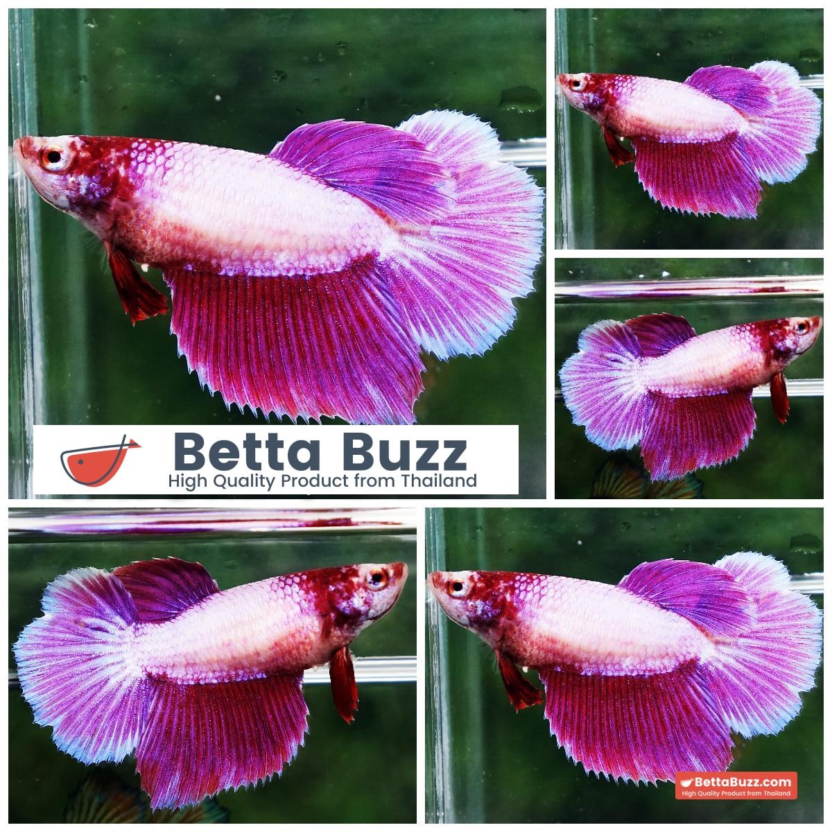 Betta fish Female Lavender Pony (HM)