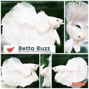 Betta fish Prince of the White Dumbo (HM)