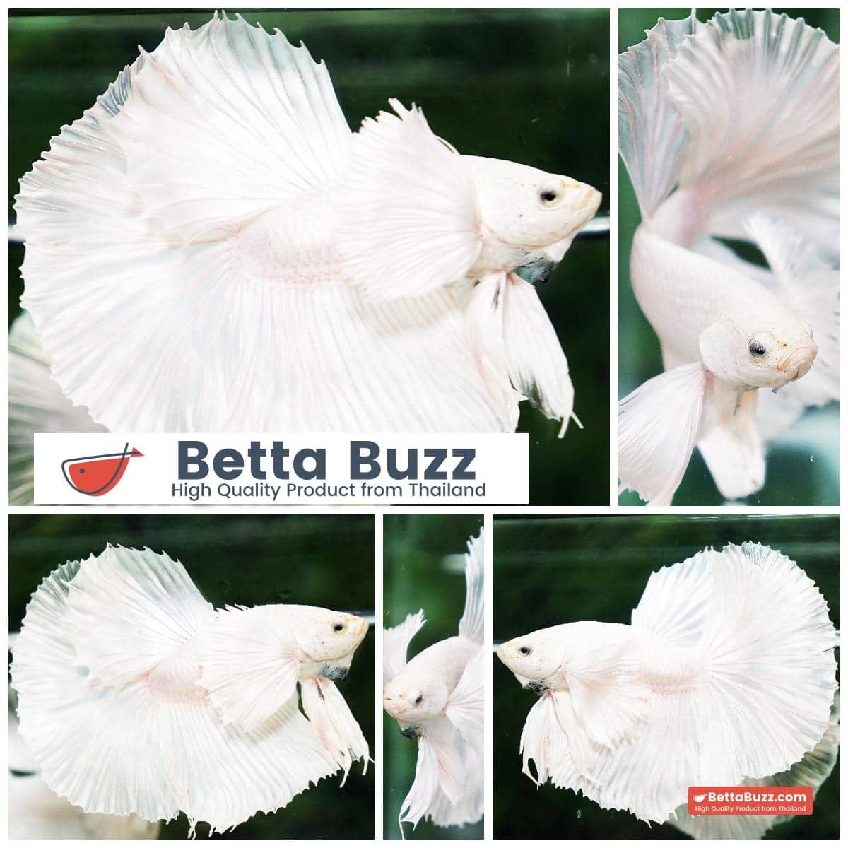 Betta fish Prince of the White Dumbo (HM)