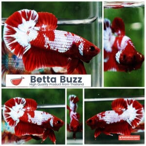 Betta fish Fancy Red NBT Tuxedo (HMPK)