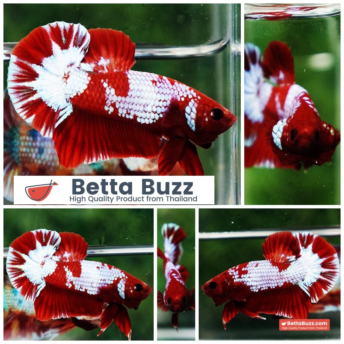 Betta fish Fancy Red NBT Tuxedo (HMPK)