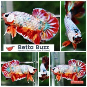 Betta fish Rainbow Fancy Multicolor (HMPK)