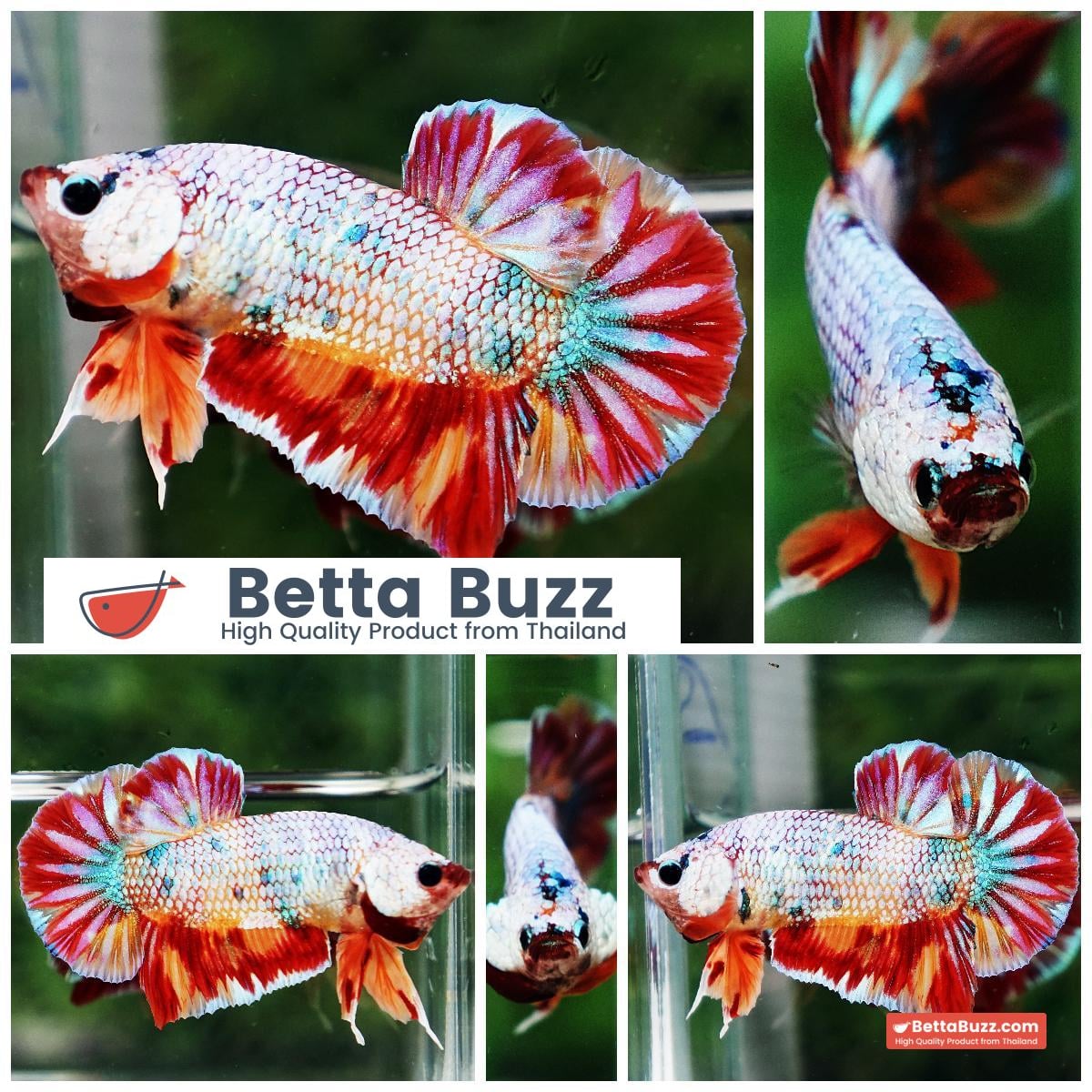 Betta fish Rainbow Fancy Multicolor (HMPK)