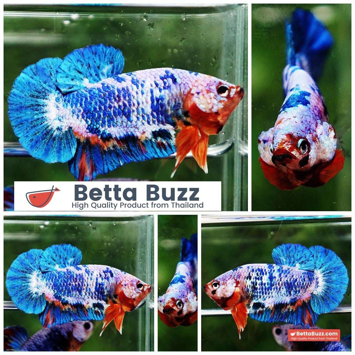 Betta fish Fancy Blue Marble (HMPK)