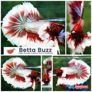 Betta fish Red Tres Chic Dumbo (OHM)