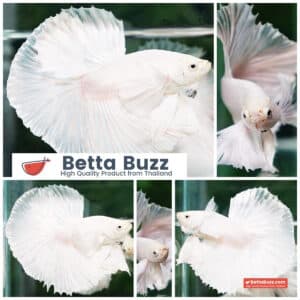 Betta fish Prince of The White Dumbo (HM)