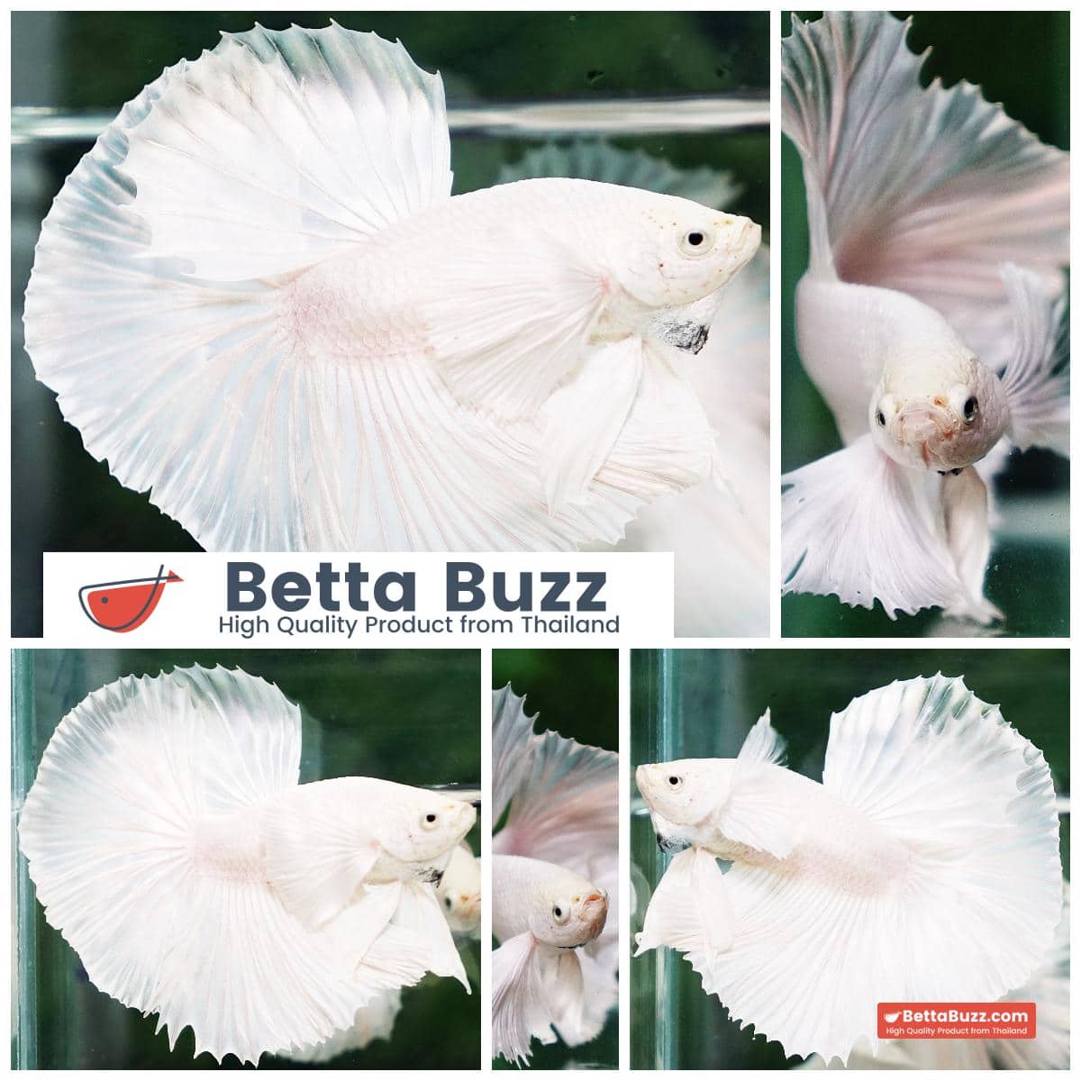 Betta fish Prince of The White Dumbo (HM)