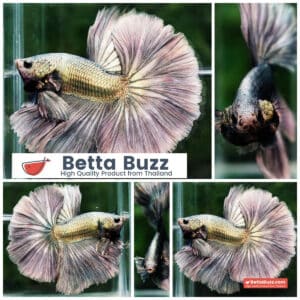 Betta fish King Original Copper Gold Hawk (OHM)
