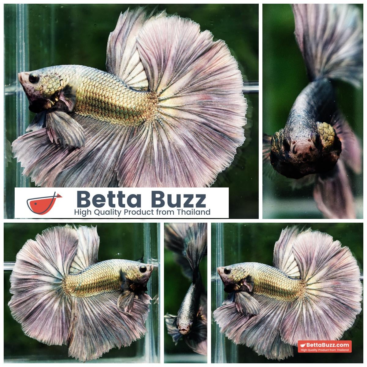 Betta fish King Original Copper Gold Hawk (OHM)