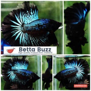 Betta fish Black Light Orchid Hawk (HM)