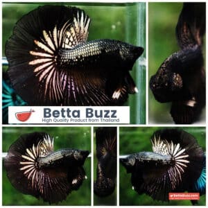 Betta fish Black Copper Warrior (OHM)