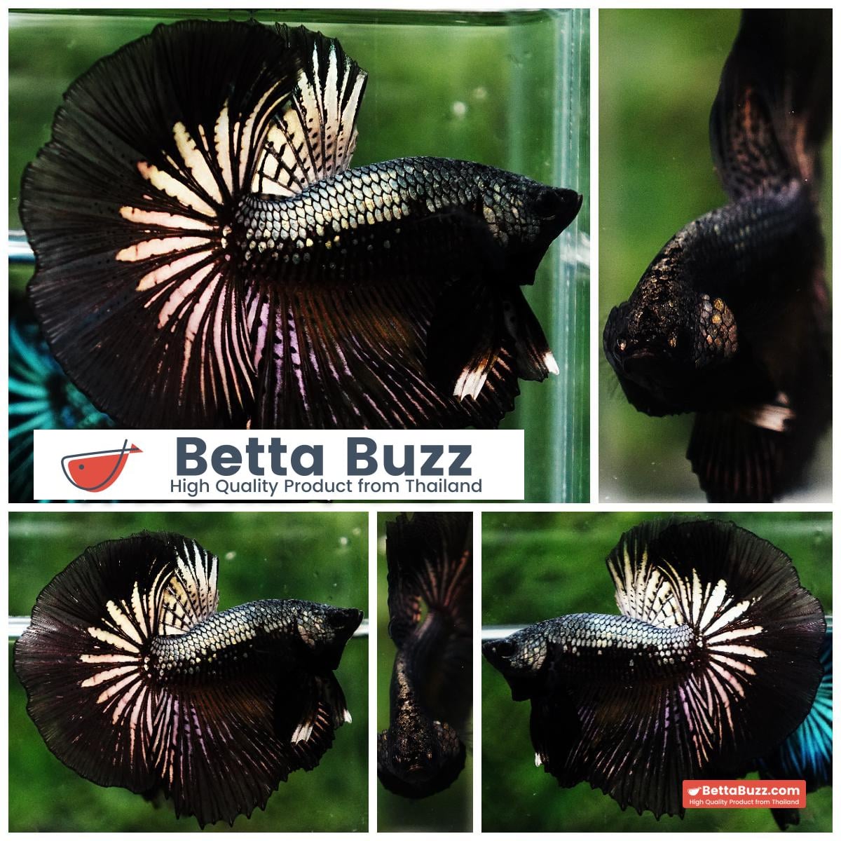 Betta fish Black Copper Warrior (OHM)