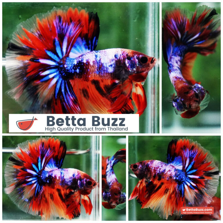Betta fish Multicolor Candy Nemo Hawk (OHM)