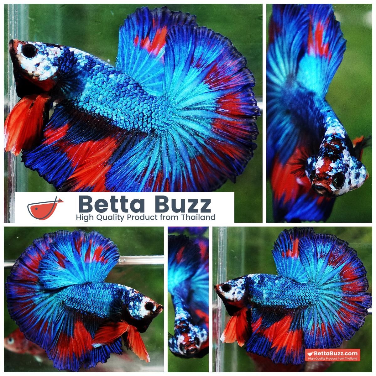 Betta fish Posidon Fancy Hawk (OHM)