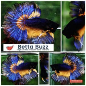 Betta fish King Blue Black Pumpkin Butterfly (OHM)