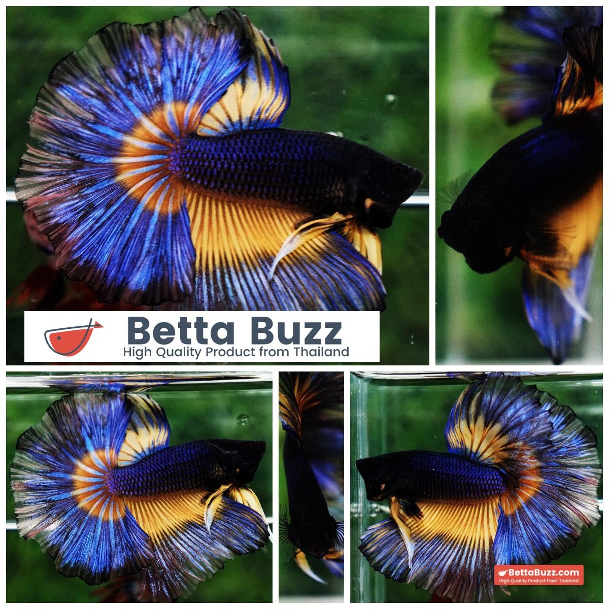Betta fish King Blue Black Pumpkin Butterfly (OHM)