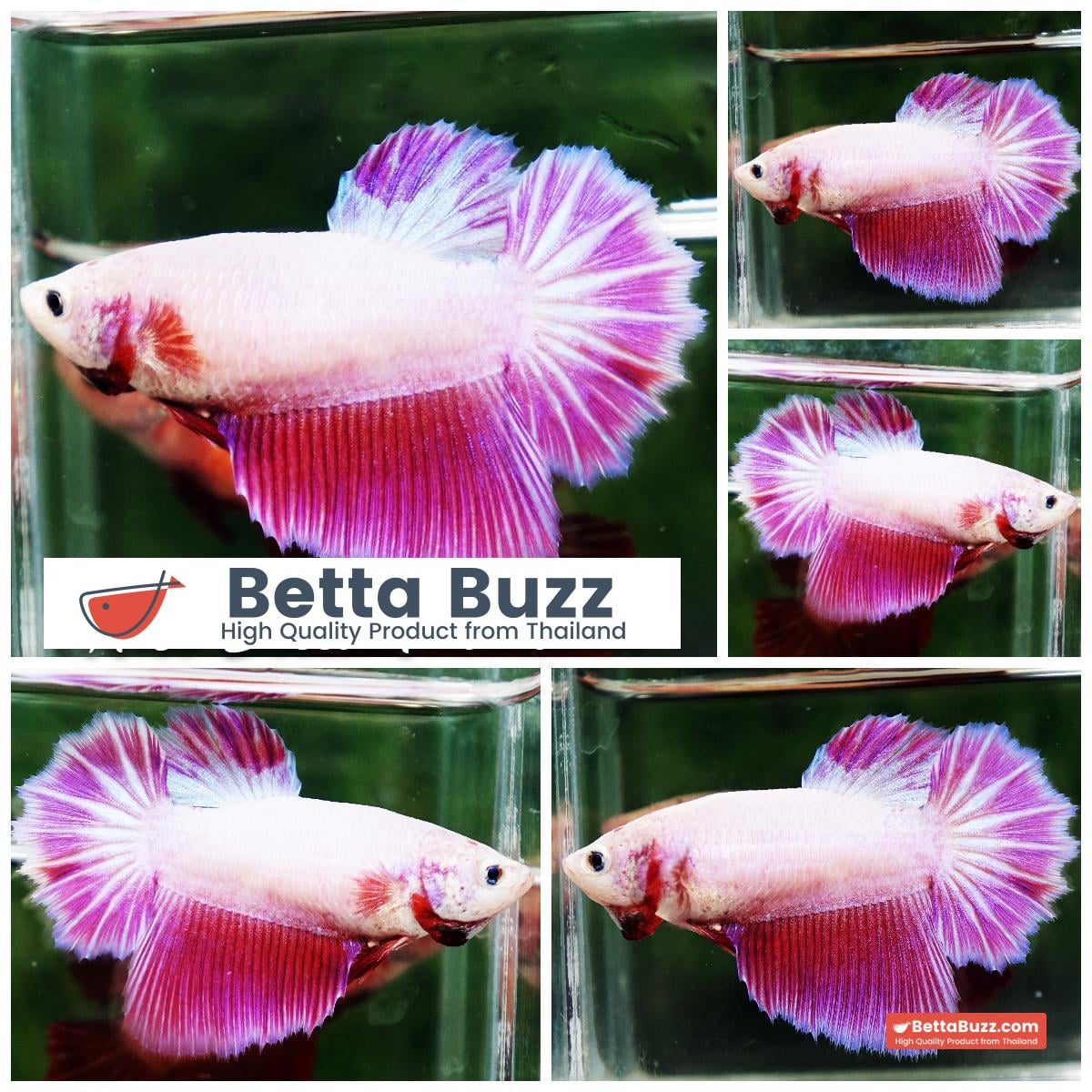 Betta fish Queen of Snow Pink Pony (HM)