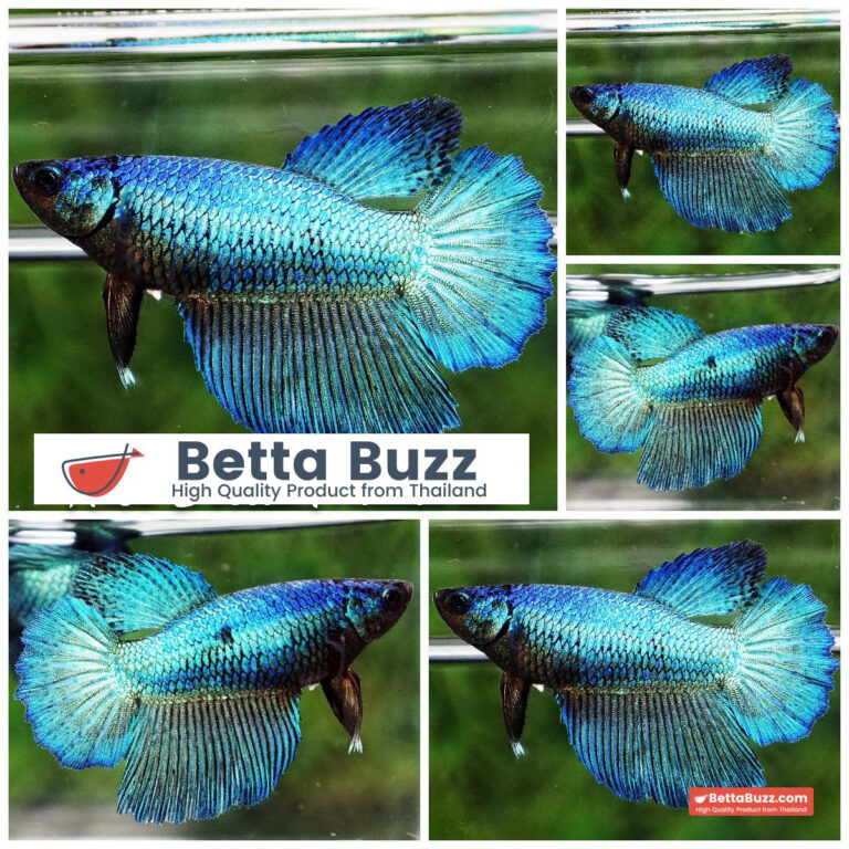 Betta fish Female Green Turquoise (HM)