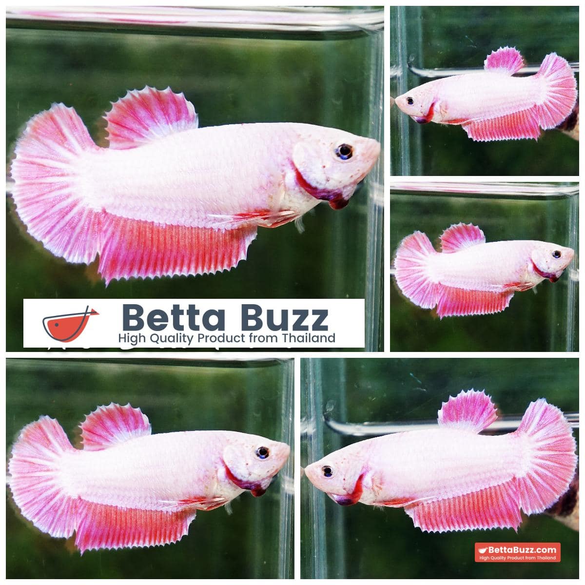 Betta fish Female Snow Pink Pony (HMPK)