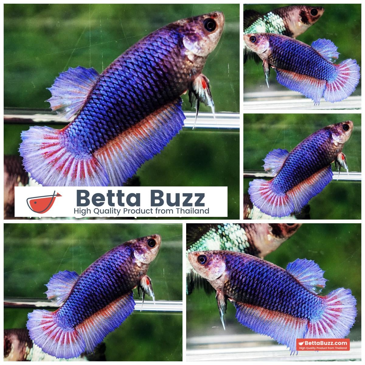 Betta fish Female Purple Black Net (HMPK)