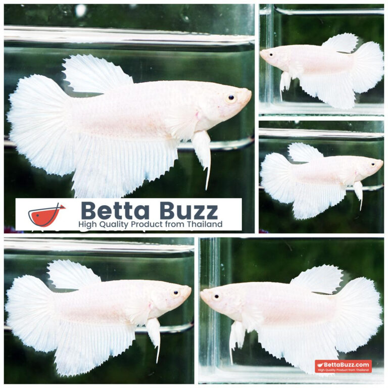 Betta fish Female Deep Clean White Opaue (HM)