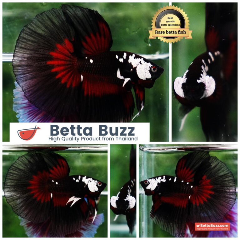 Betta fish VamPire Black Samurai Butterfly (HM Rare)