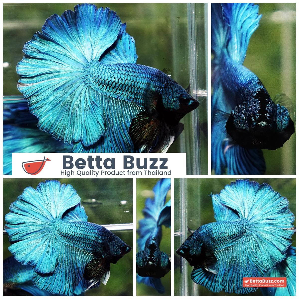 Betta fish Prince of Green Turqouise Rosetail OHM