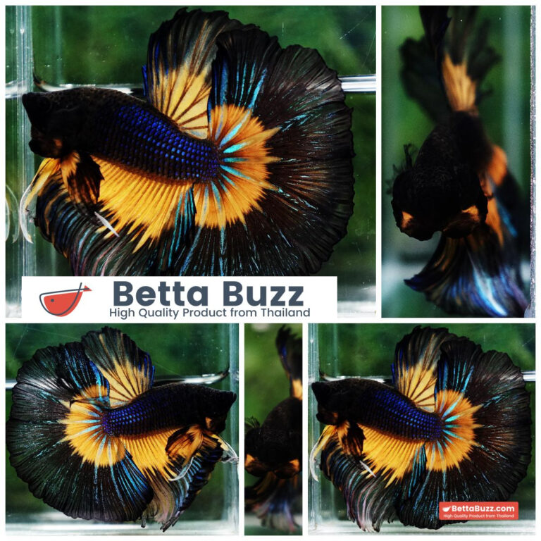 Betta fish Big Black Pumpkin Butterfly OHM