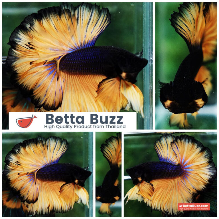 Betta fish Black Pumpkin Sky Hawk Rosetail OHM