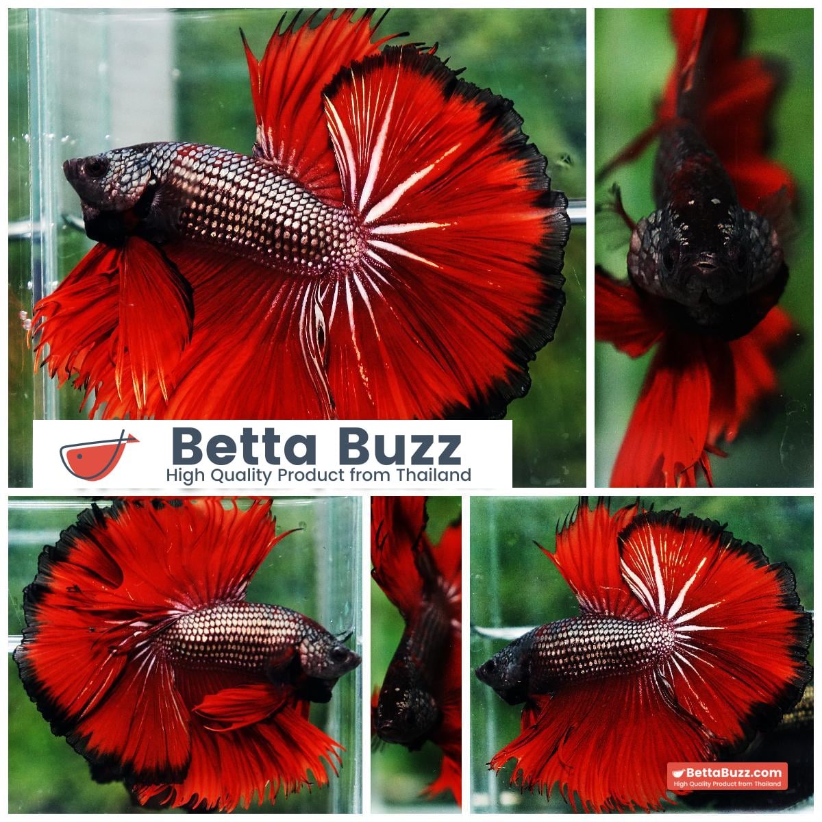 Betta fish King Hell Copper Black Ring Sky Hawk (Very Large) OHM