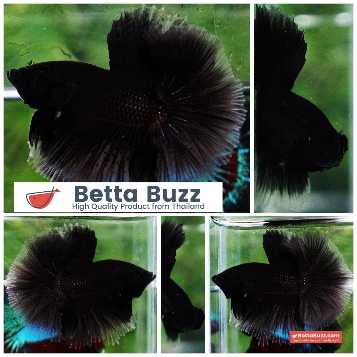 Betta fish Super Black Hole Hawk OHM
