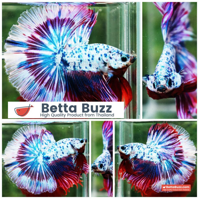 Betta fish Prince of Magical Frozen Marble OHM