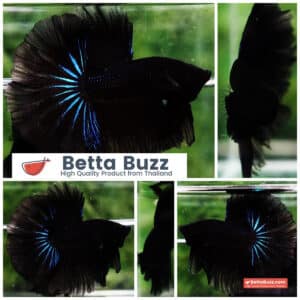Betta fish Black Blue Light Hawk HM