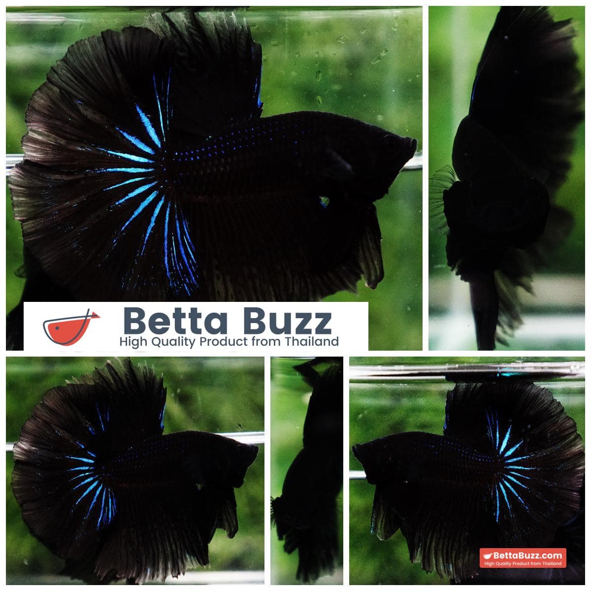 Betta fish Black Blue Light Hawk HM