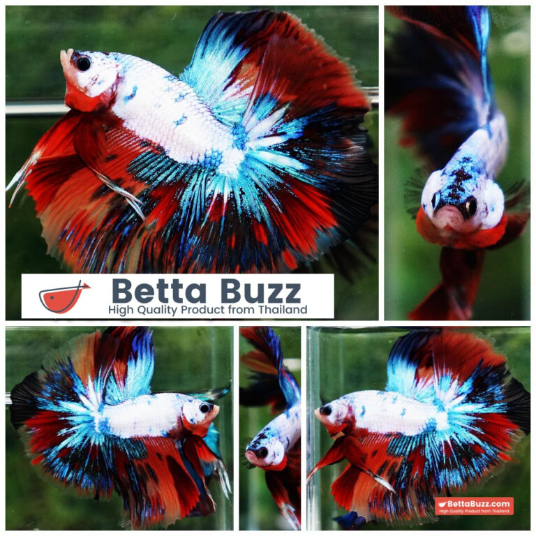 Betta fish Multicolor Fancy Candy OHM
