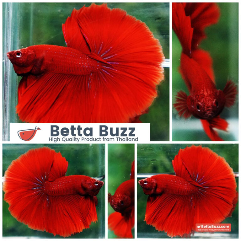 Betta fish Big Evil Red OHM