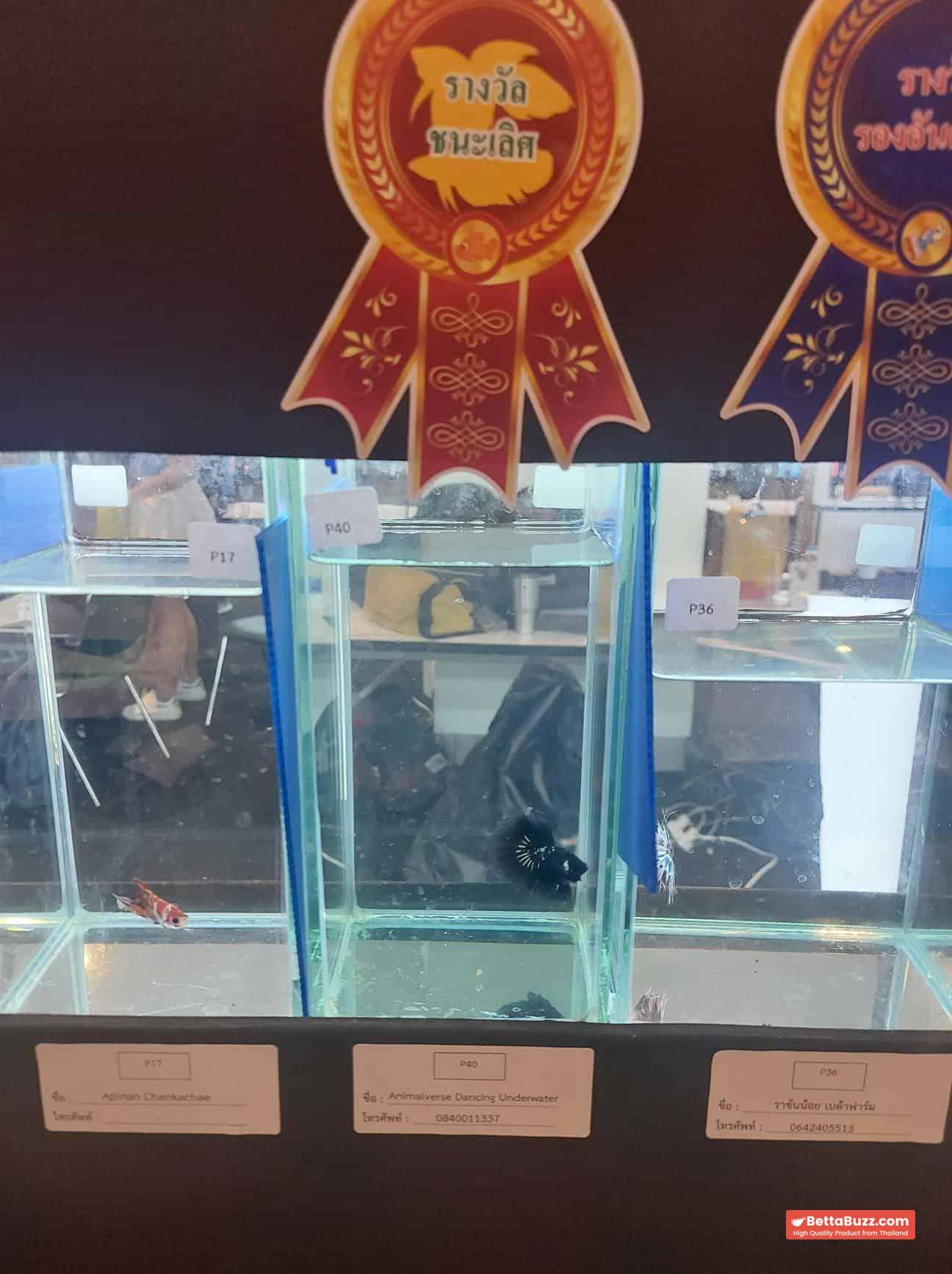Betta fish HM Premium Shadow Black Samurai Rare (Champion Competition)
