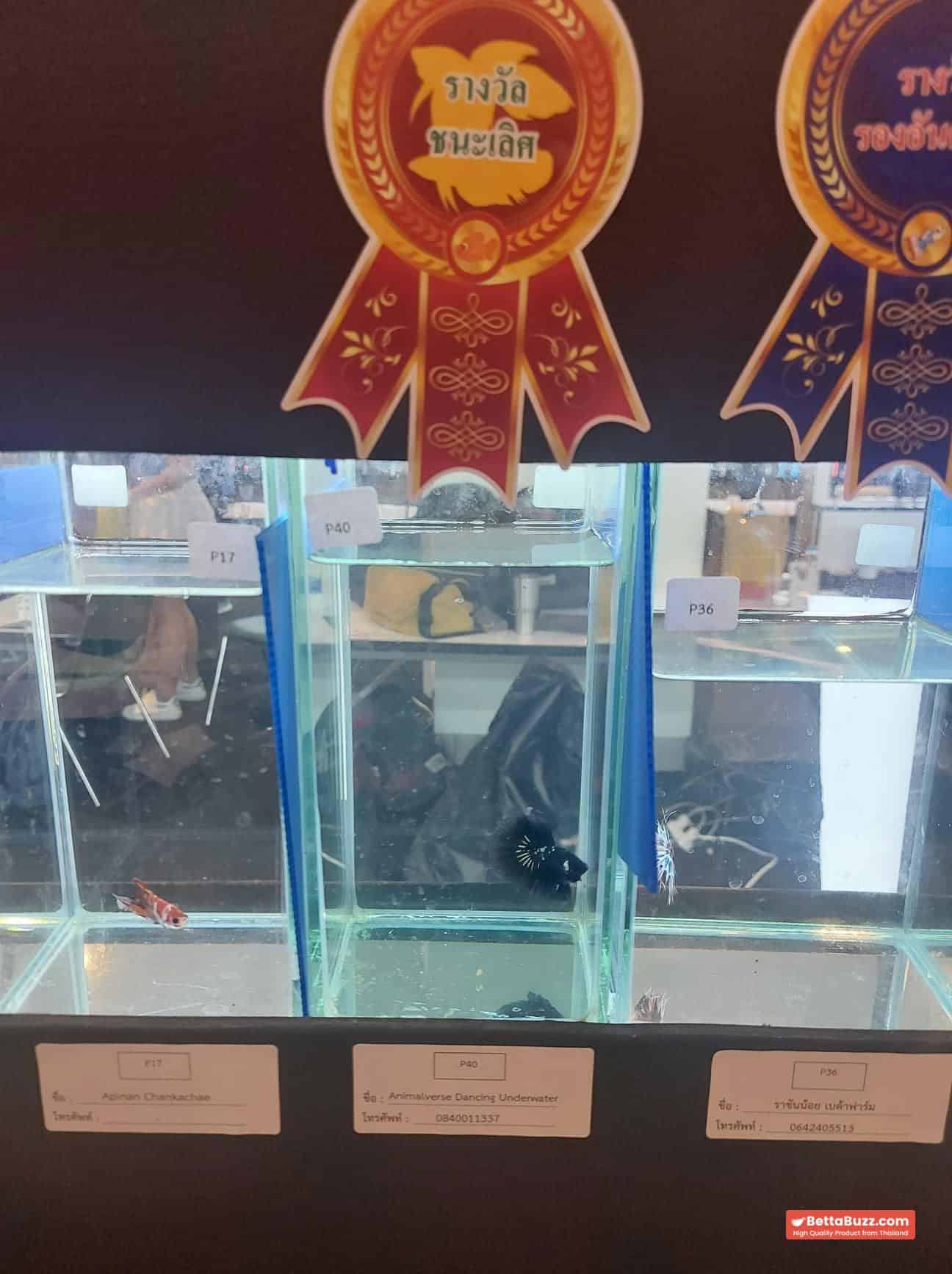 Betta fish HM Premium Shadow Black Samurai Rare (Champion Competition) - Image 2